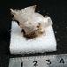 إߥեȡHemimorphite ᥭM4513