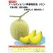  сеть дыня вид [a-russho хлеб . весна . осень серия ] Kobayashi вид рассада / маленький пакет 