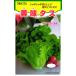  половина . лампочка lettuce вид [ прекрасный тест tas]tokita вид рассада / маленький пакет 