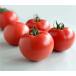  круг вид помидор TY Alba маленький пакет 