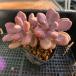  agriculture . direct sale succulent plant ....... Tama .(2 head )glaptopetarum. popularity explosion middle pulling out seedling decorative plant interior 