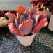  agriculture . direct sale succulent plant ....ekebe rear . after glow ( beautiful seedling )( extra-large ) pulling out seedling decorative plant interior many meat speciality VERVE