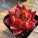 agriculture . direct sale succulent plant ....ekebe rear .RED KNIGHT beautiful seedling pulling out seedling decorative plant interior 
