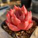  agriculture . direct sale succulent plant ....ekebe rear . Old eg beautiful seedling pulling out seedling decorative plant interior many meat speciality VERVE