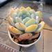  agriculture . direct sale succulent plant ....ekebe rear .lauix Monroe ( extra-large ) new goods kind beautiful seedling pulling out seedling decorative plant interior many meat speciality VERVE