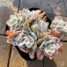  agriculture . direct sale succulent plant ....ekebe rear .Echeveria *Rose Queen~ rose k.-n. pulling out seedling decorative plant interior many meat speciality VERVE