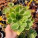  сельское хозяйство . прямые продажи суккулентное растение ....aeonium. зеленый rose .( одиночный ) декоративное растение интерьер много мясо специализация VERVE