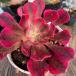  сельское хозяйство . прямые продажи суккулентное растение ....aeonium. гранат белый ..( одиночный ) вытащенный рассада декоративное растение интерьер много мясо специализация VERVE
