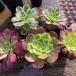  сельское хозяйство . прямые продажи суккулентное растение ....aeonium.5 позиций комплект ( средний ) вытащенный рассада декоративное растение интерьер много мясо специализация VERVE