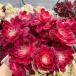  сельское хозяйство . прямые продажи суккулентное растение ....aeonium. гранат белый ..( группа ) Special очень большой очень красивый рассада декоративное растение интерьер много мясо специализация VERVE