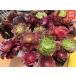  сельское хозяйство . прямые продажи суккулентное растение ....aeonium. очень большой, большой размер 8 позиций комплект роскошный ограниченное количество вытащенный рассада декоративное растение интерьер много мясо специализация VERVE