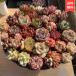  agriculture . direct sale succulent plant takkyubin (home delivery service) free shipping ekebe rear .... set 35 piece super-gorgeous 9 month goods kind renewal super .tok decorative plant interior many meat speciality VERVE