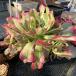  сельское хозяйство . прямые продажи суккулентное растение ....aeonium. дождь цветок камень (6-8 голова ) Special очень большой вытащенный рассада декоративное растение интерьер много мясо специализация VERVE