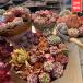  agriculture . direct sale succulent plant takkyubin (home delivery service) free shipping ekebe rear .... set 75 piece super-gorgeous super .tok decorative plant interior many meat speciality VERVE
