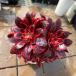  сельское хозяйство . прямые продажи суккулентное растение ....aeonium.mete.-sa( группа ) прекрасный рассада декоративное растение интерьер много мясо специализация VERVE