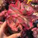  сельское хозяйство . прямые продажи суккулентное растение ....aeonium.. замок ( группа ) очень красивый рассада . вытащенный рассада декоративное растение интерьер много мясо специализация VERVE