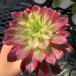  agriculture . direct sale succulent plant ....aeonium. heaven .( single ) beautiful seedling pulling out seedling rare hard-to-find decorative plant interior many meat speciality VERVE