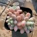  agriculture . direct sale succulent plant ....ekebe rear ro here ( group ) Echeveria 'Rococo' pulling out seedling decorative plant interior many meat speciality VERVE