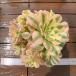  сельское хозяйство . прямые продажи суккулентное растение ....aeonium. maybach .( группа ) декоративное растение интерьер много мясо специализация VERVE