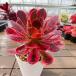  сельское хозяйство . прямые продажи суккулентное растение aeonium. Momo - na( одиночный ) декоративное растение интерьер много мясо специализация VERVE