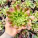  сельское хозяйство . прямые продажи суккулентное растение aeonium. venus ( одиночный ) декоративное растение интерьер много мясо специализация VERVE