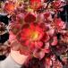  сельское хозяйство . прямые продажи суккулентное растение aeonium 7 .. женщина ( одиночный ) прекрасный рассада декоративное растение интерьер много мясо специализация VERVE
