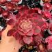  сельское хозяйство . прямые продажи суккулентное растение aeonium розовый wichi(.) одиночный прекрасный рассада декоративное растение интерьер много мясо специализация VERVE