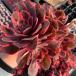  agriculture . direct sale succulent plant ....aeonium purple sand (.) group raw beautiful seedling pulling out seedling decorative plant interior 