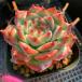  agriculture . direct sale succulent plant ....ekebe rear . chihuahua ensis pulling out seedling decorative plant interior many meat speciality VERVE