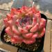  agriculture . direct sale succulent plant ....ekebe rear .AK Mali a pretty rare pulling out seedling decorative plant interior 