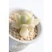 .. месяц 2 размер pot ekebe задний .... суккулентное растение рассада новое здание праздник новое здание праздник день рождения праздник открытие праздник свадьба праздник 