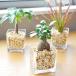  decorative plant [ pakira gaju maru sansevieria another, plant also selectable ] hydroculture Mini . leaf simple block glass container zeo light plant set 