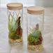  воздушный растения пробка бутылка террариум бутылка M растения комплект chi Ran jia