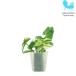  декоративное растение гидропоника рассада тигр tis kanchi a Varie ga-ta маленький размер 1 размер 