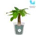  decorative plant hydroculture seedling pakira ( largish ) M size 6 pie 2 size 