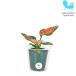  decorative plant hydroculture seedling UGG laonema beauty M size 6 pie 2 size 