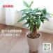 [ прямая поставка от производителя ] можно выбрать декоративное растение pakira монстера каучуковое дерево s шпаклевка . filler m белый керамика растение в горшке 6 номер земля .. подлинный товар подарок подарок День почитания пожилых людей модный интерьер 