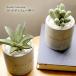 merusi-yu/ MERCYU MRU-73 кактус. Lead диффузор nordic коллекция подлинный товар. суккулентное растение. подобный возможно love казаться Lead диффузор 