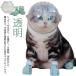  кошка для маска космос headgear намордник кошка mazru прозрачный домашнее животное маска "дышит" кусачки для ногтей инструмент для оказания помощи кошка ветеринарный воротник намордник кошка .. вентиляция уголок уборка автомобиль 
