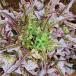  красный Oacley f lettuce. tane примерно 300 шарик ввод нет пестициды * нет химия удобрение * фиксация вид ... лес [ почтовая доставка возможно ]