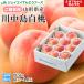 .. for peach river middle island white peach approximately 3kg(8~14 sphere ) preeminence goods Yamagata prefecture production .. gift pc03