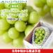  виноград подарок превосходящий товар Yamagata префектура производство автомобиль in мускат 1.( примерно 600g) бесплатная доставка * часть регион. доставка отдельно дополнение 9 месяц средний .~ последняя декада .. последовательный отгрузка . покупка 