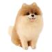  - manaka шерстяной войлок комплект Acre -n.... симпатичный DOG &amp; CATpomelani Anne H441-539