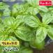 te... seedling companion plant basil real raw seedling vegetable seedling 9cm pot popular vegetable seedling 