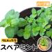 [.... рассада ] трава рассада запасной мята 9cm pot 