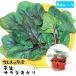 te... рассада howe объединенный рассада . сырой салат ...4 АО ввод упаковка ботва рассада популярный 