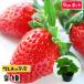 te... рассада клубника рассада ....6-9cm pot популярный 