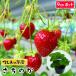 te... рассада клубника рассада ... .6-9cm pot популярный 