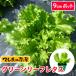 te... рассада зеленый leaf lettuce рассада mother зеленый 9cm pot ботва рассада 