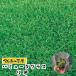 te... рассада pot газонная трава рассада ba Mu da стакан rio pot газонная трава 